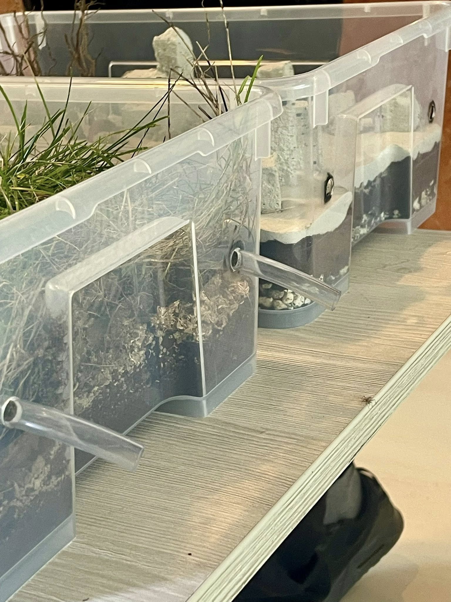 Oddziały klasy integracyjne Lubycza królewska Dubienka